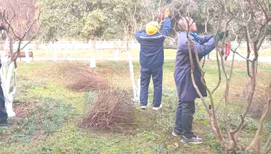 廠區(qū)綠化養(yǎng)護(hù)(圖3)