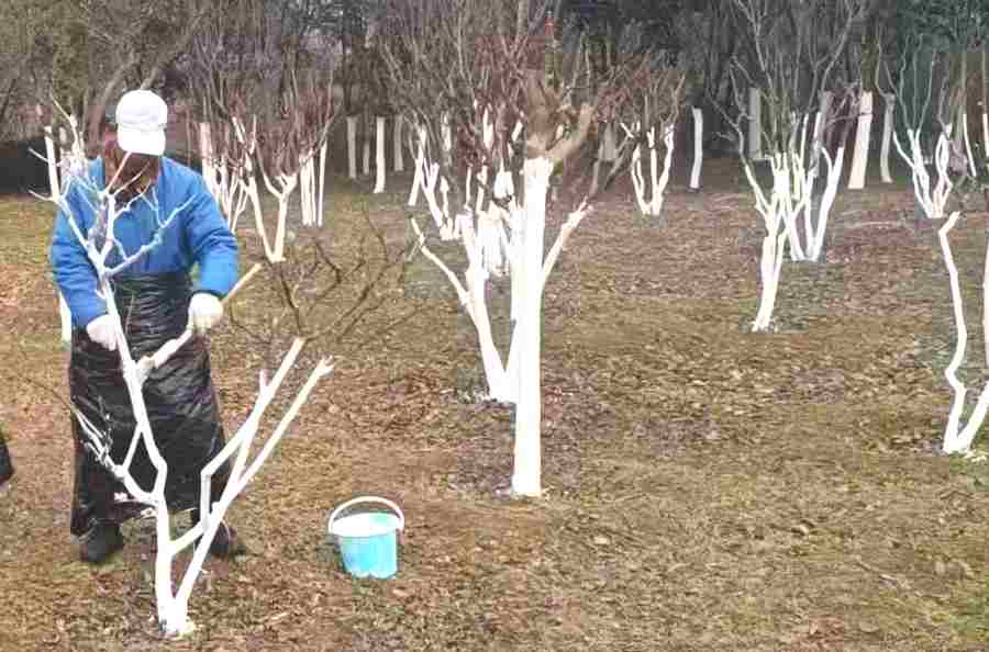 廠區(qū)綠化養(yǎng)護(hù)(圖4)