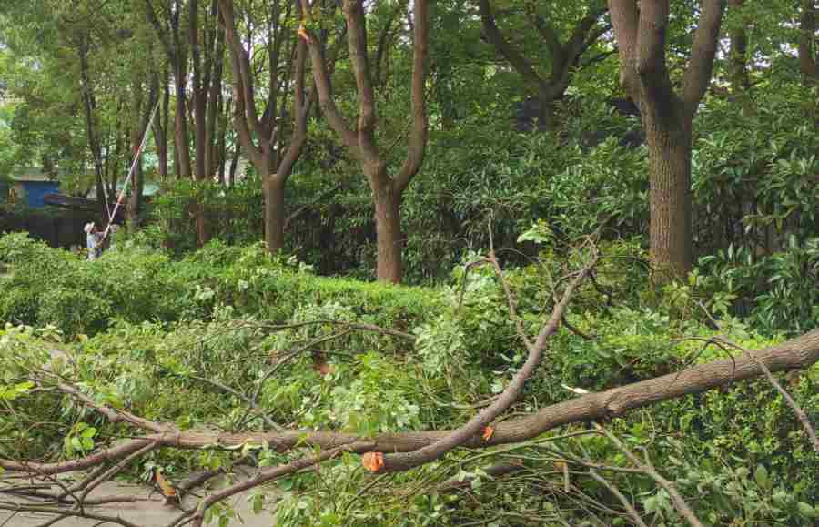 綠化養(yǎng)護(圖6)