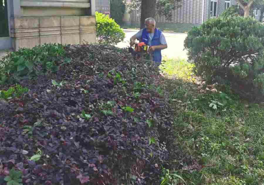 物業(yè)/開發(fā)商綠地養(yǎng)護(圖3)