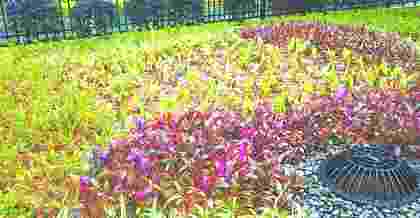 昆山海綿城市綠化植物搭配的原則主要包括以下幾點(diǎn)