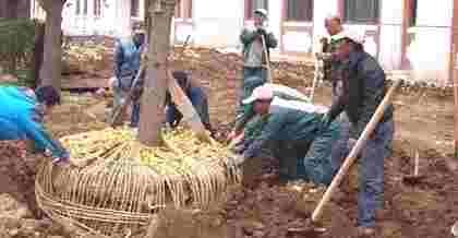 昆山樹木移植與綠化樹木移栽的技術要點及注意事項