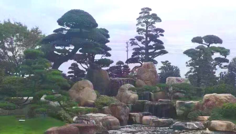 造型樹(shù)修剪定形(圖1)