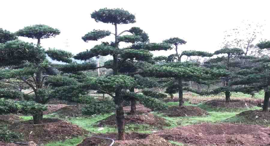 造型樹(shù)修剪定形(圖2)